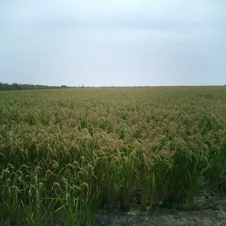 Deltament Deltebre